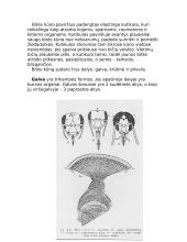 Bičių ir skruzdžių bendruomenių aprašymas 4 puslapis