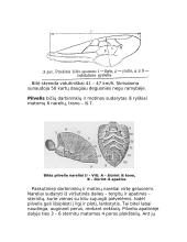 Bičių ir skruzdžių bendruomenių aprašymas 7 puslapis