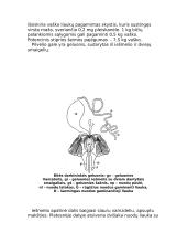 Bičių ir skruzdžių bendruomenių aprašymas 8 puslapis