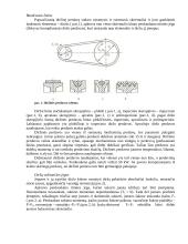 Diržinės perdavos 2 puslapis