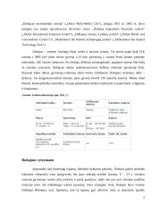 Žinios apie Jungtinius Arabų Emyratus 4 puslapis