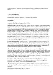 Klijai ir jų rūšys 3 puslapis