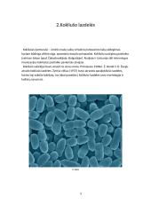 Kokliušo sukėlėjų daroma žala žmogaus organizmui 5 puslapis