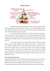 Mitybos principai ir taisyklės. Mitybos piramidė 5 puslapis