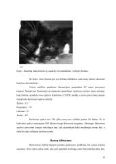 Rastravimas, rastravimo priemonės 13 puslapis