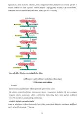 Raumens funkcinė struktūra, susitraukimo ir atsipalaidavimo mechanizmai 11 puslapis