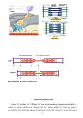 Raumens funkcinė struktūra, susitraukimo ir atsipalaidavimo mechanizmai 13 puslapis
