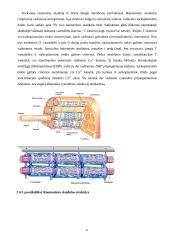 Raumens funkcinė struktūra, susitraukimo ir atsipalaidavimo mechanizmai 4 puslapis