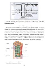 Raumens funkcinė struktūra, susitraukimo ir atsipalaidavimo mechanizmai 5 puslapis