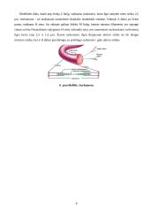 Raumens funkcinė struktūra, susitraukimo ir atsipalaidavimo mechanizmai 6 puslapis