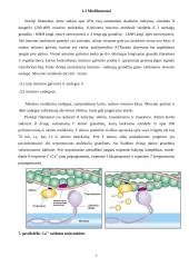 Raumens funkcinė struktūra, susitraukimo ir atsipalaidavimo mechanizmai 7 puslapis