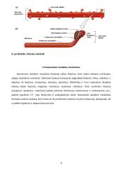 Raumens funkcinė struktūra, susitraukimo ir atsipalaidavimo mechanizmai 8 puslapis