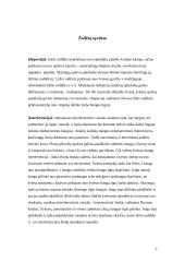 Spalvos gamtoje 3 puslapis