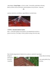 Šlaitiniai stogai 8 puslapis