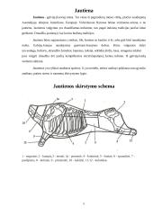 Kiaulienos ir Jautienos nugarinės palyginimas 5 puslapis