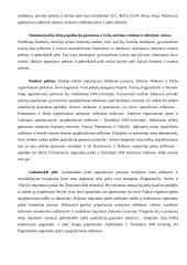 Žinduoliai 4 puslapis