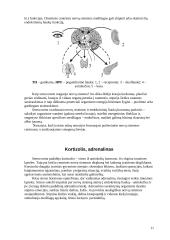 Žmogaus psichofiziologiniai atstatomieji procesai. Stresas: teorija, mechanizmai, ypatumai, įtaka sveikatai 11 puslapis