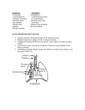 Kvėpavimo procesas 5 puslapis