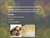 Osmosas bulvės ląstelėse 2 puslapis