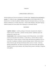 Užsienio kalbų mokėjimo svarba logistikos vadybininko veikloje 4 puslapis