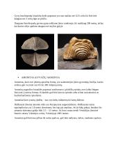 Fosilijos - belemnitai, brachiopodai ir amonitai 2 puslapis