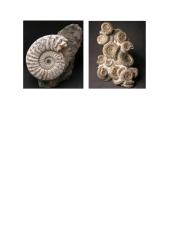 Fosilijos - belemnitai, brachiopodai ir amonitai 3 puslapis