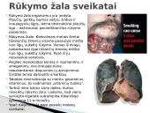 Užterštas oras 13 puslapis