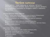 Užterštas oras 4 puslapis