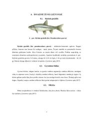 Lietuvoje gyvenančios gėlavandenės žuvys  6 puslapis