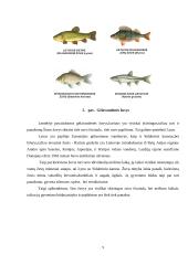 Lietuvoje gyvenančios gėlavandenės žuvys  8 puslapis