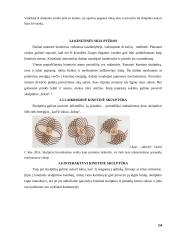 Fizika dailėje, dailė fizikoje 14 puslapis