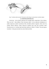 Fizika dailėje, dailė fizikoje 9 puslapis