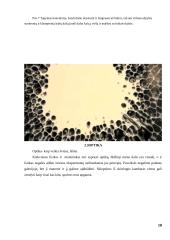 Fizika dailėje, dailė fizikoje 10 puslapis