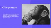 My favourite animal is a chimpanzee 3 puslapis
