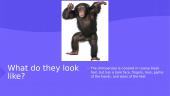 My favourite animal is a chimpanzee 5 puslapis