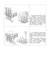 Grandininio (kilpiklinio) dygsnio sudarymo procesas 16 puslapis