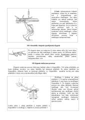 Grandininio (kilpiklinio) dygsnio sudarymo procesas 5 puslapis