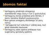 Viskas apie varliagyvius 10 puslapis