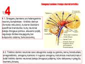 Galvos smegenys ir jų dalys 11 puslapis