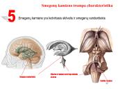 Galvos smegenys ir jų dalys 12 puslapis