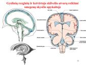 Galvos smegenys ir jų dalys 13 puslapis