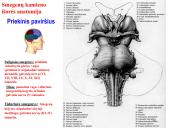 Galvos smegenys ir jų dalys 14 puslapis
