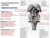 Galvos smegenys ir jų dalys 15 puslapis
