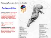 Galvos smegenys ir jų dalys 16 puslapis