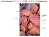 Galvos smegenys ir jų dalys 17 puslapis