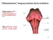 Galvos smegenys ir jų dalys 18 puslapis