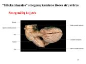 Galvos smegenys ir jų dalys 19 puslapis