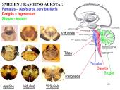 Galvos smegenys ir jų dalys 20 puslapis