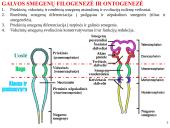 Galvos smegenys ir jų dalys 3 puslapis