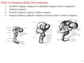 Galvos smegenys ir jų dalys 4 puslapis